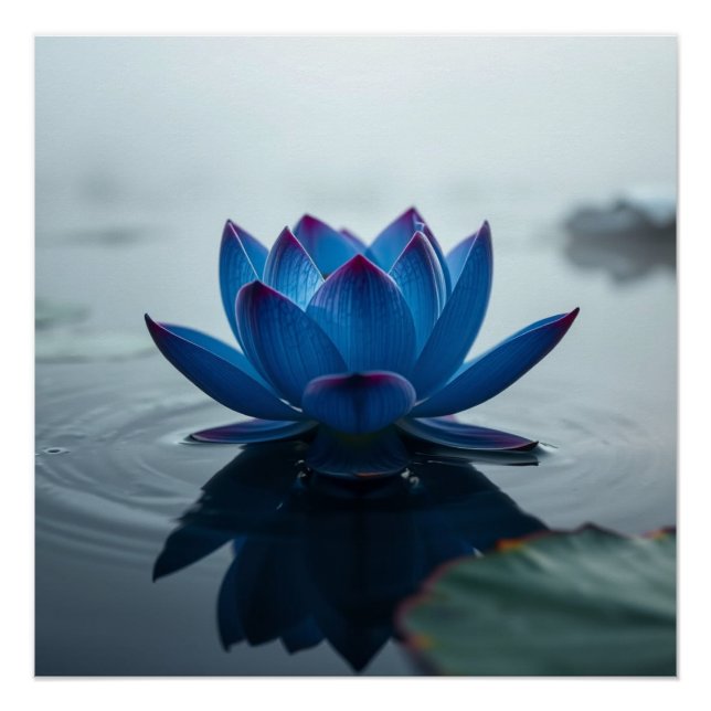Pôster serene blue water lotus (Frente)