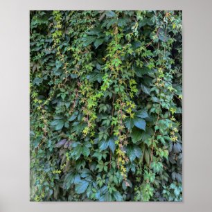 Poster Serene Green Ivy Wall Prendendo Folhas de Plantas