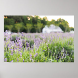 Poster Serene Lavanda Field