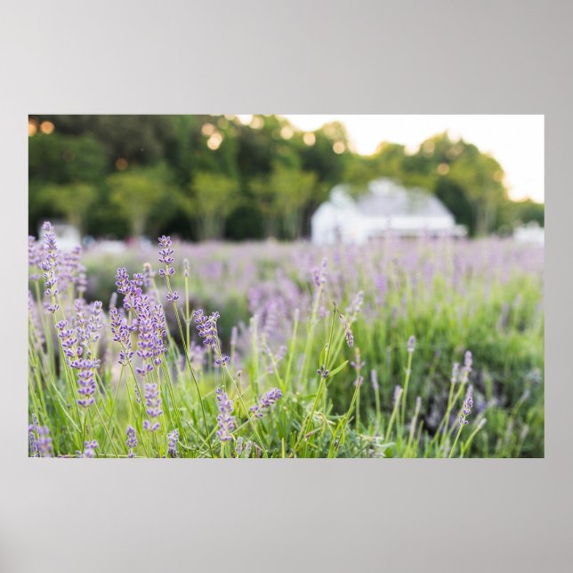 Poster Serene Lavanda Field (Frente)