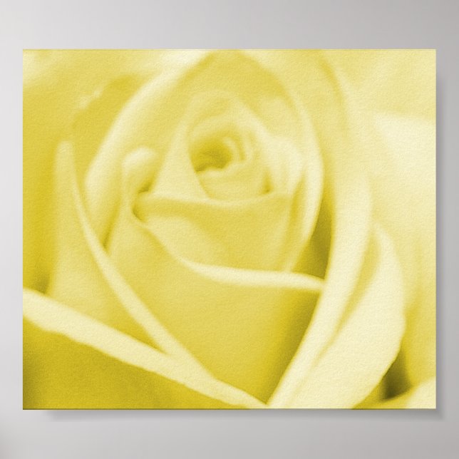 Poster Serene Yellow Rose - poster/impressão (Frente)