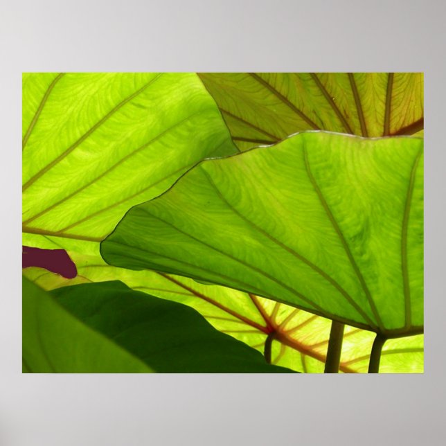 Poster Serenidade (Frente)