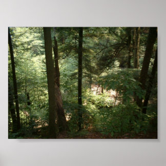 Poster Serenidade do Woodland