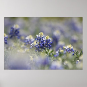 Poster Série #5 da fotografia dos Bluebonnets de Texas