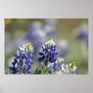 Pôster Série #7 da fotografia dos Bluebonnets de Texas