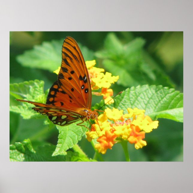 Pôster Série Butterfly (Frente)