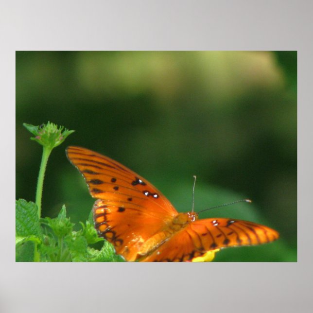 Pôster Série da borboleta (Frente)