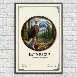 Poster Série de Zoologia da Águia Americana