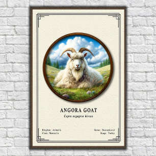Poster Série de Zoologia da Cabra Angorá