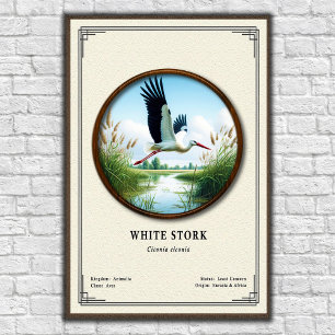 Poster Série de Zoologia da Cegonha Branca