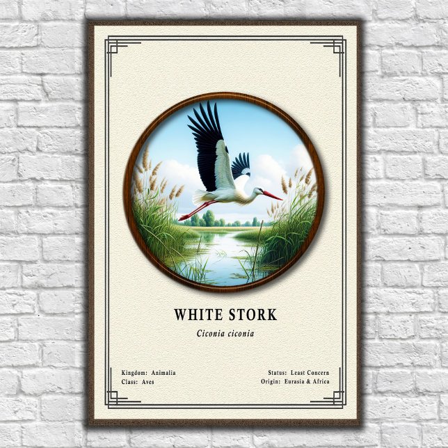 Poster Série de Zoologia da Cegonha Branca (Criador carregado)