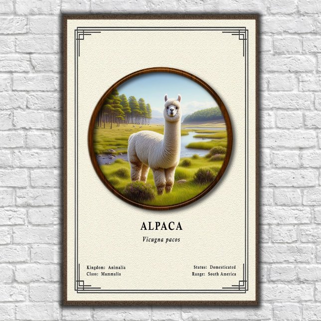 Poster Série de Zoologia de Alpaca (Criador carregado)