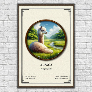 Poster Série de Zoologia de Alpaca