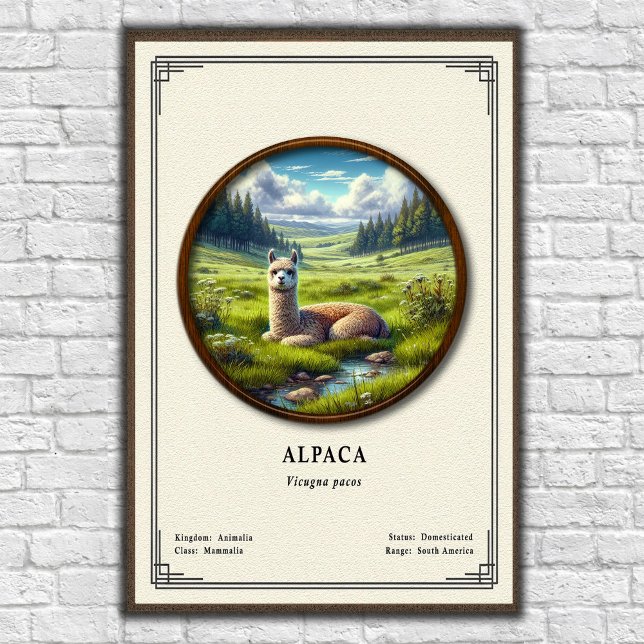 Poster Série de Zoologia de Alpaca (Criador carregado)