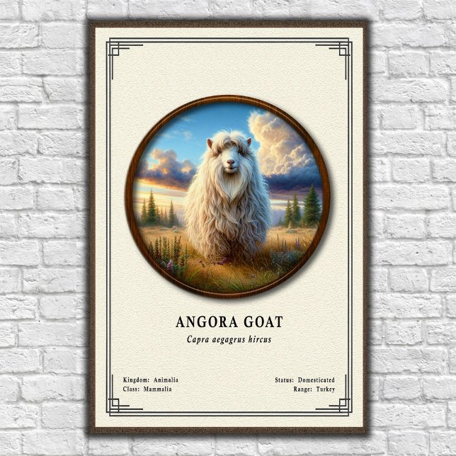 Poster Série de Zoologia de Cabra Angorá (Criador carregado)