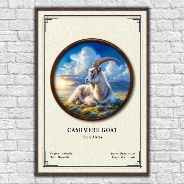 Poster Série de Zoologia de Cabra Cashmere (Criador carregado)