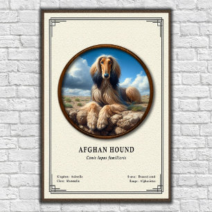 Poster Série de Zoologia do Afghan Hound