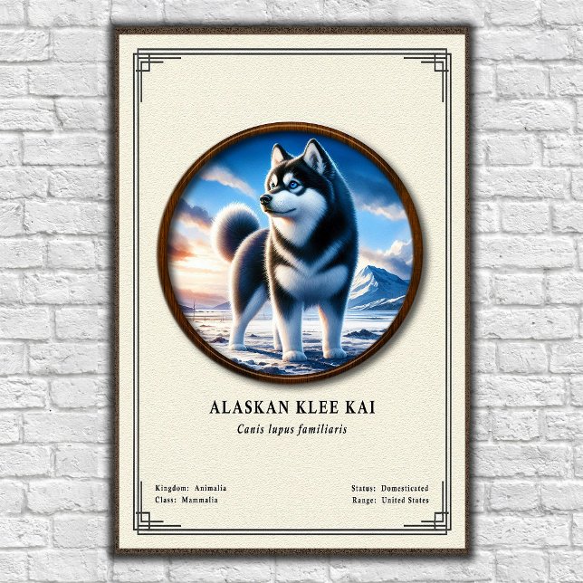 Poster Série de Zoologia do Alaskan Klee Kai (Criador carregado)