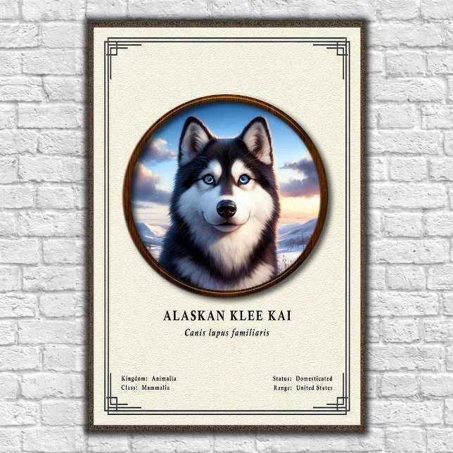 Poster Série de Zoologia do Alaskan Klee Kai (Criador carregado)