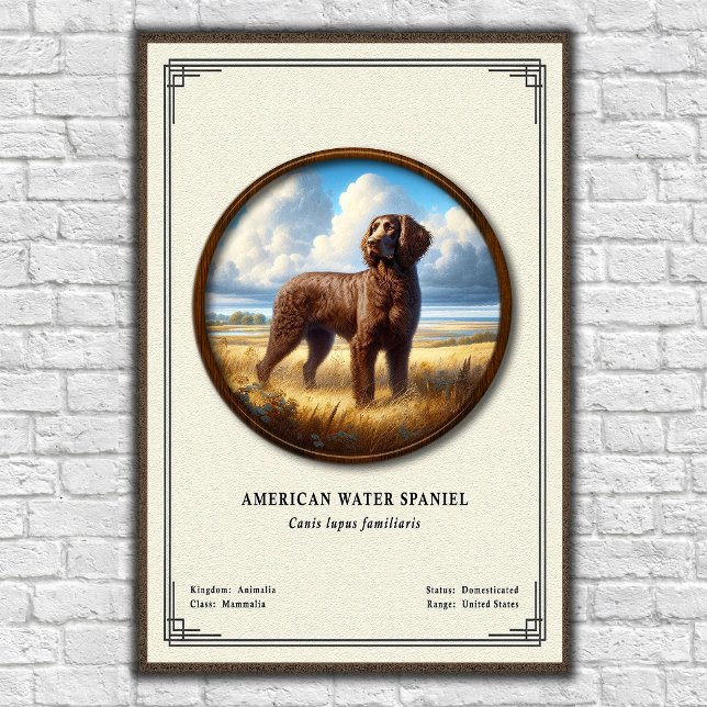 Poster Série de Zoologia do American Water Spaniel (Criador carregado)