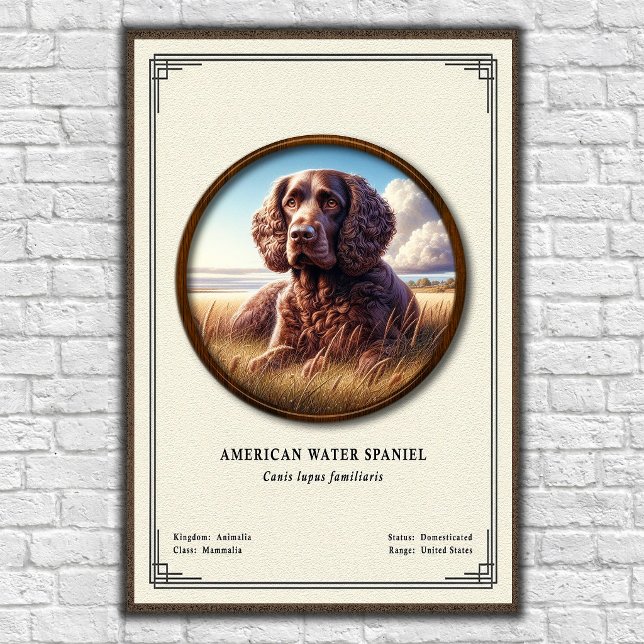 Poster Série de Zoologia do American Water Spaniel (Criador carregado)