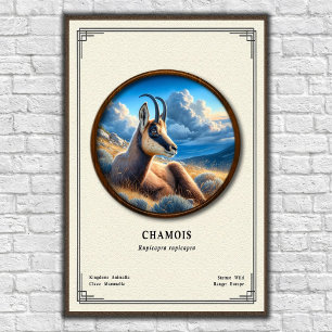Poster Série de Zoologia do Camurça