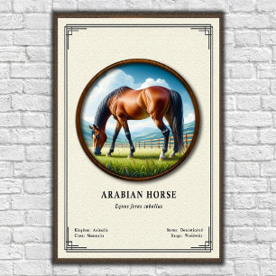 Poster Série de Zoologia do Cavalo Árabe