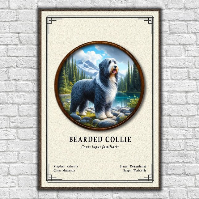 Poster Série de Zoologia do Collie Barbudo (Criador carregado)
