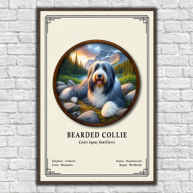 Poster Série de Zoologia do Collie Barbudo (Criador carregado)