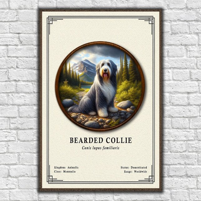 Poster Série de Zoologia do Collie Barbudo (Criador carregado)