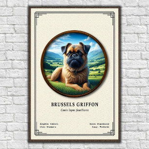Poster Série de Zoologia do Griffon de Bruxelas