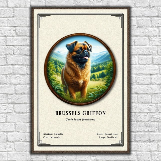 Poster Série de Zoologia do Griffon de Bruxelas (Criador carregado)