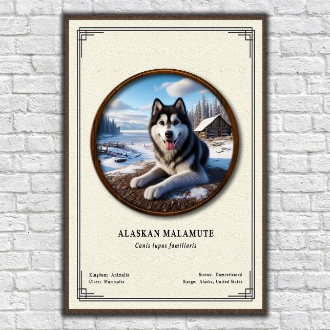 Poster Série de Zoologia do Malamute do Alasca (Criador carregado)