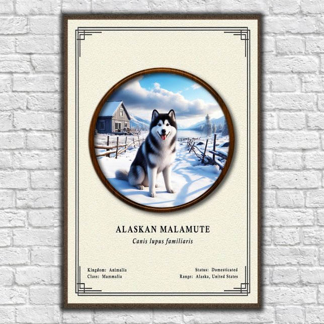 Poster Série de Zoologia do Malamute do Alasca (Criador carregado)