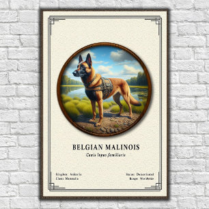 Poster Série de Zoologia do Malinois Belga
