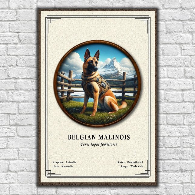 Poster Série de Zoologia do Malinois Belga (Criador carregado)