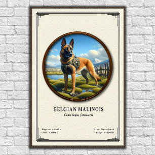 Poster Série de Zoologia do Malinois Belga