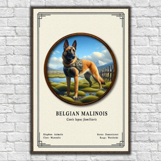 Poster Série de Zoologia do Malinois Belga (Criador carregado)