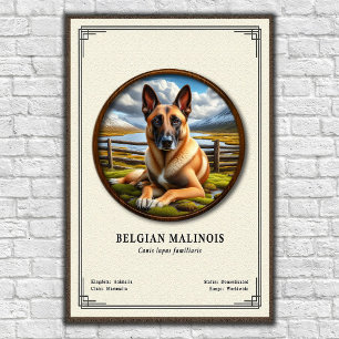 Poster Série de Zoologia do Malinois Belga