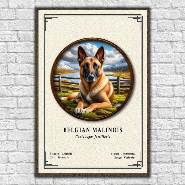 Poster Série de Zoologia do Malinois Belga (Criador carregado)