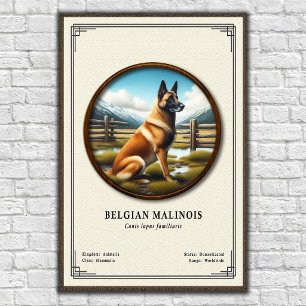 Poster Série de Zoologia do Malinois Belga