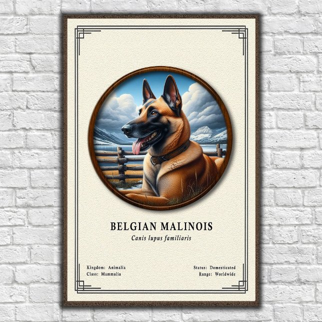 Poster Série de Zoologia do Malinois Belga (Criador carregado)