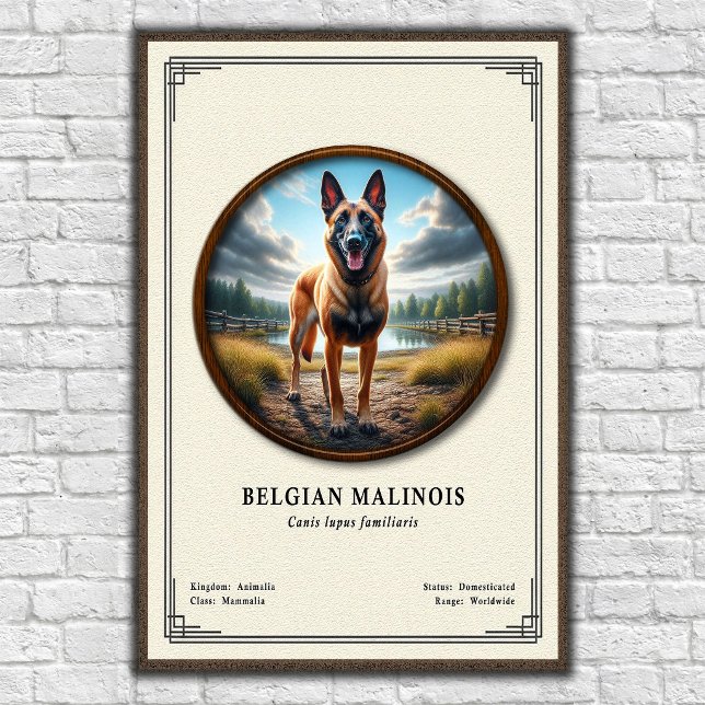 Poster Série de Zoologia do Malinois Belga (Criador carregado)