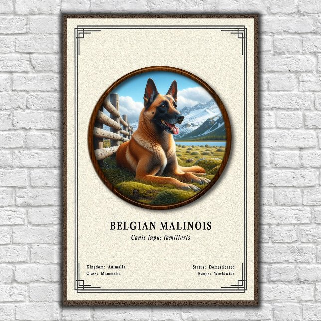 Poster Série de Zoologia do Malinois Belga (Criador carregado)