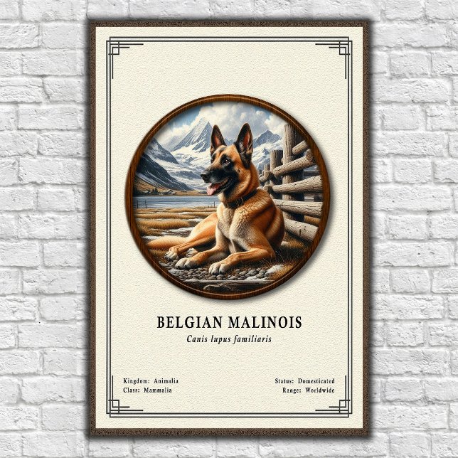 Poster Série de Zoologia do Malinois Belga (Criador carregado)