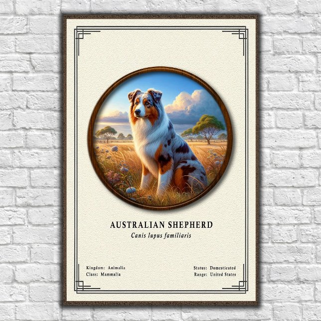 Poster Série de Zoologia do Pastor Australiano (Criador carregado)