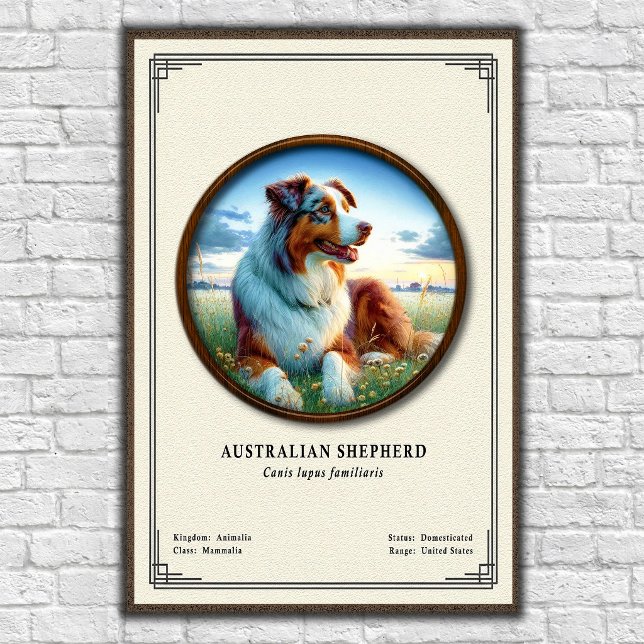 Poster Série de Zoologia do Pastor Australiano (Criador carregado)