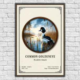 Poster Série de Zoologia do Pato-de-olhos-dourados Comum