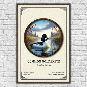 Poster Série de Zoologia do Pato-de-olhos-dourados Comum