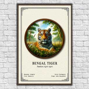 Poster Série de Zoologia do Tigre de Bengala
